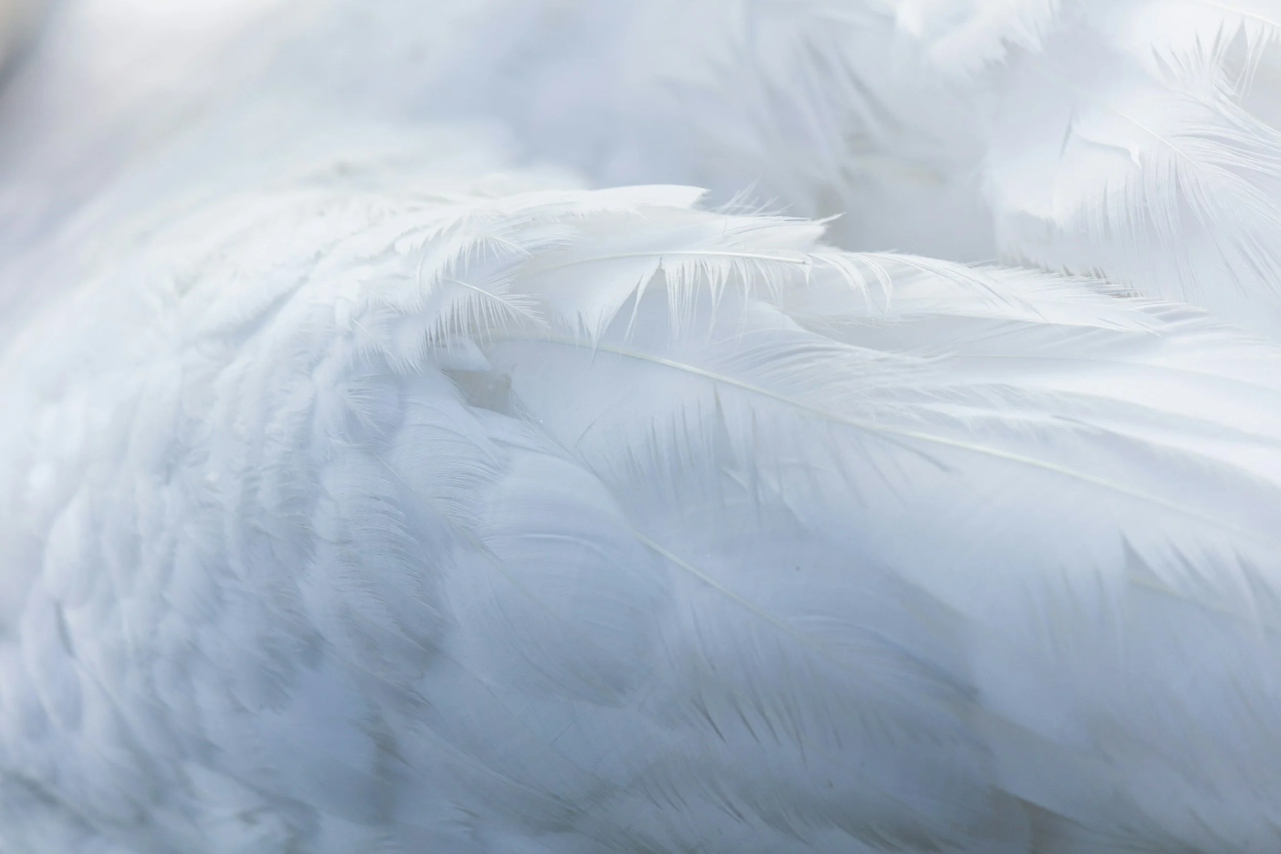 Soft white feathers used as a symbolic background representing intuition, guidance, and presence.