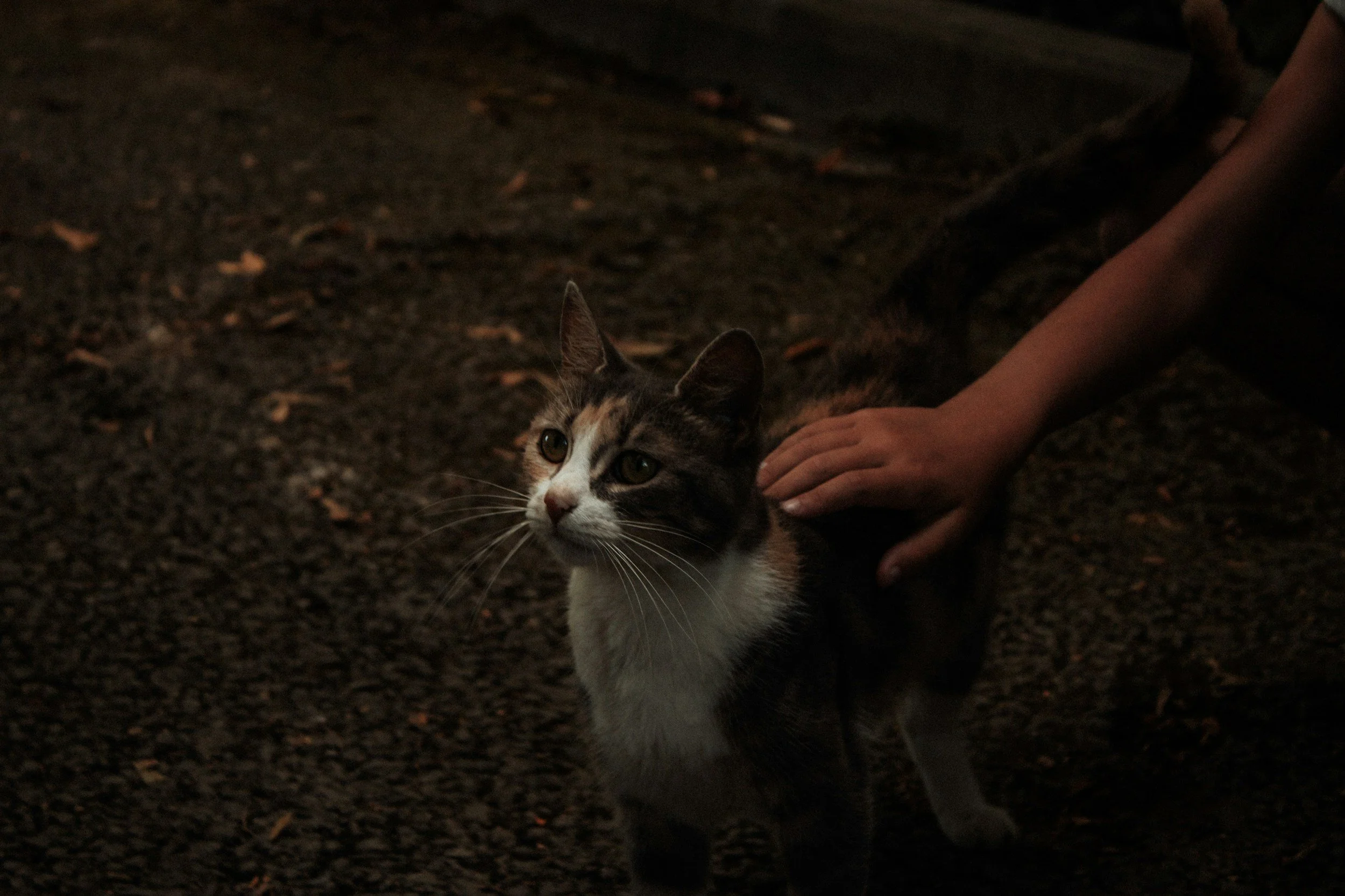 A person petting a tabby and white cat on a dark, textured ground at night.