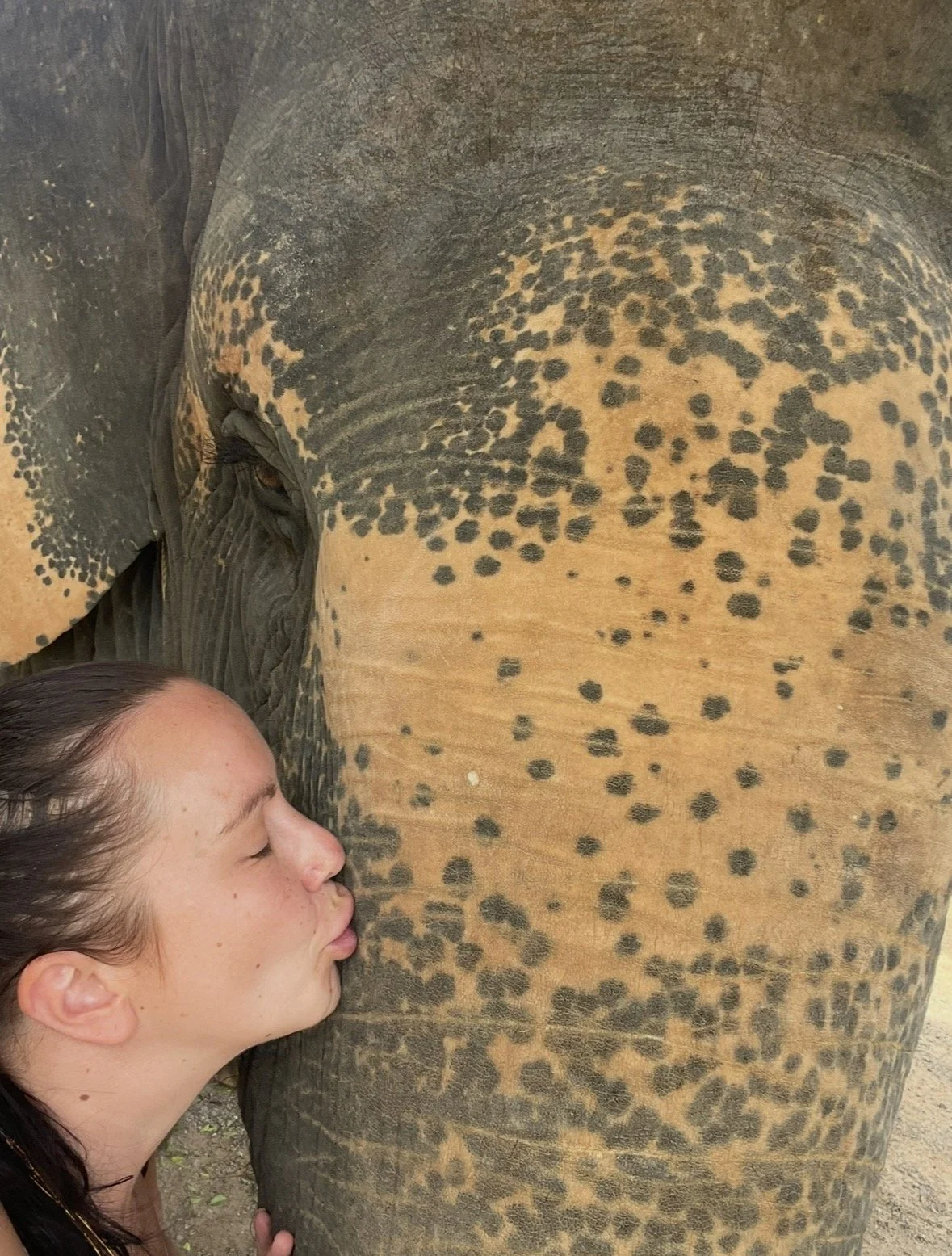 Heidi Forsman connecting gently with an elephant, symbolizing intuitive animal connection, trust, and emotional awareness.