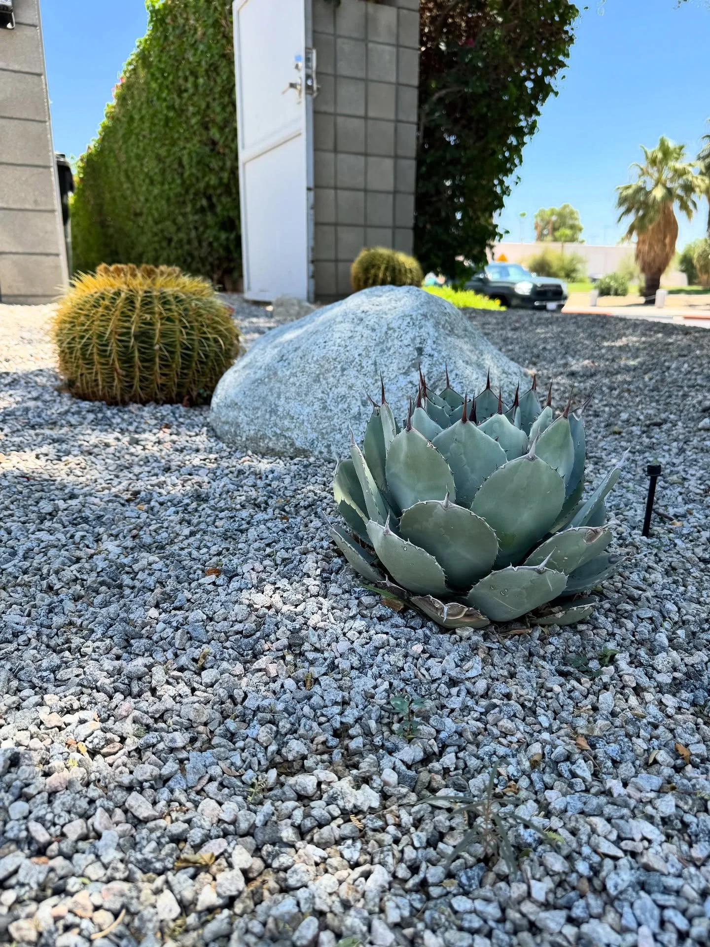 Close ups of a simple yet beautiful Palm Springs landscape 🌿

#desertcorelandscaping #palmsprings #landscape