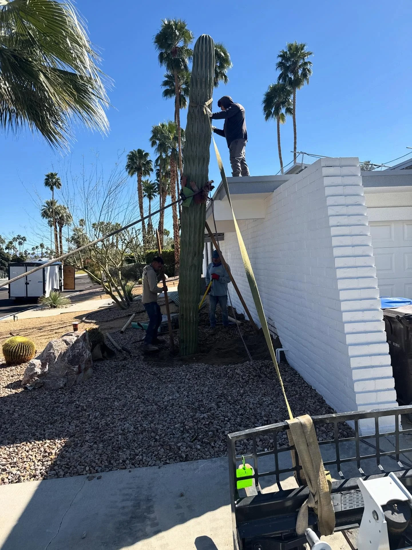 Our crew in Palm Springs staking a 20 foot Saguaro cactus that fell over due to the high winds last week. 

Our client was very pleased to have saved this timeless piece in their yard 🌵