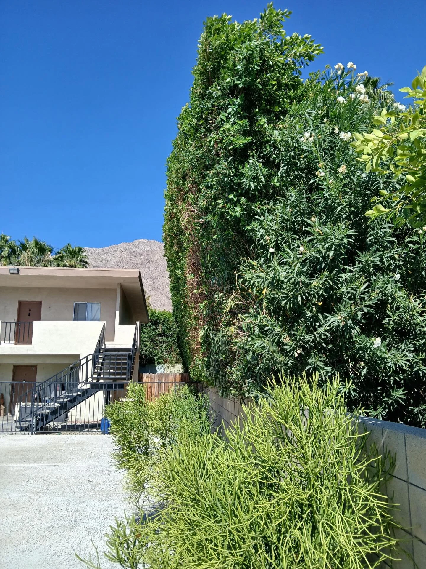 Swipe for before&rsquo;s ➡️ What the difference of a trimming makes. 

Cleaning up overgrown hedges to get these apartments back in great shape 🌳

#palmsprings #palmspringslifestyle #coachellavalleyrealestate