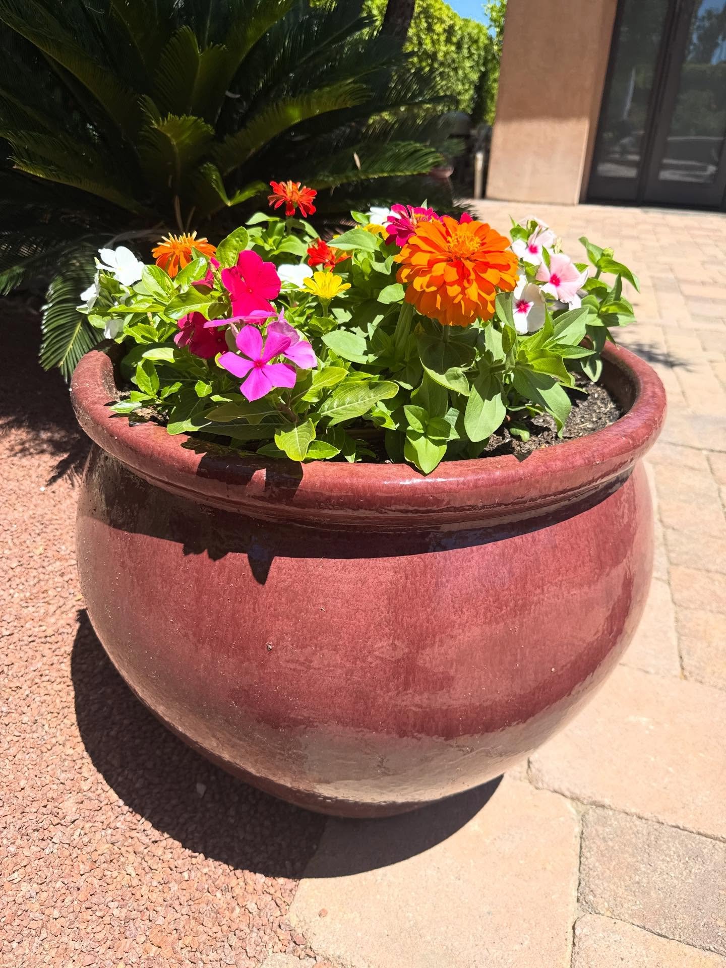 Freshly planted pops of summer color you&rsquo;ve been missing 🌼

#desertcorelandscaping #palmspringslandscape #coachellavalley
