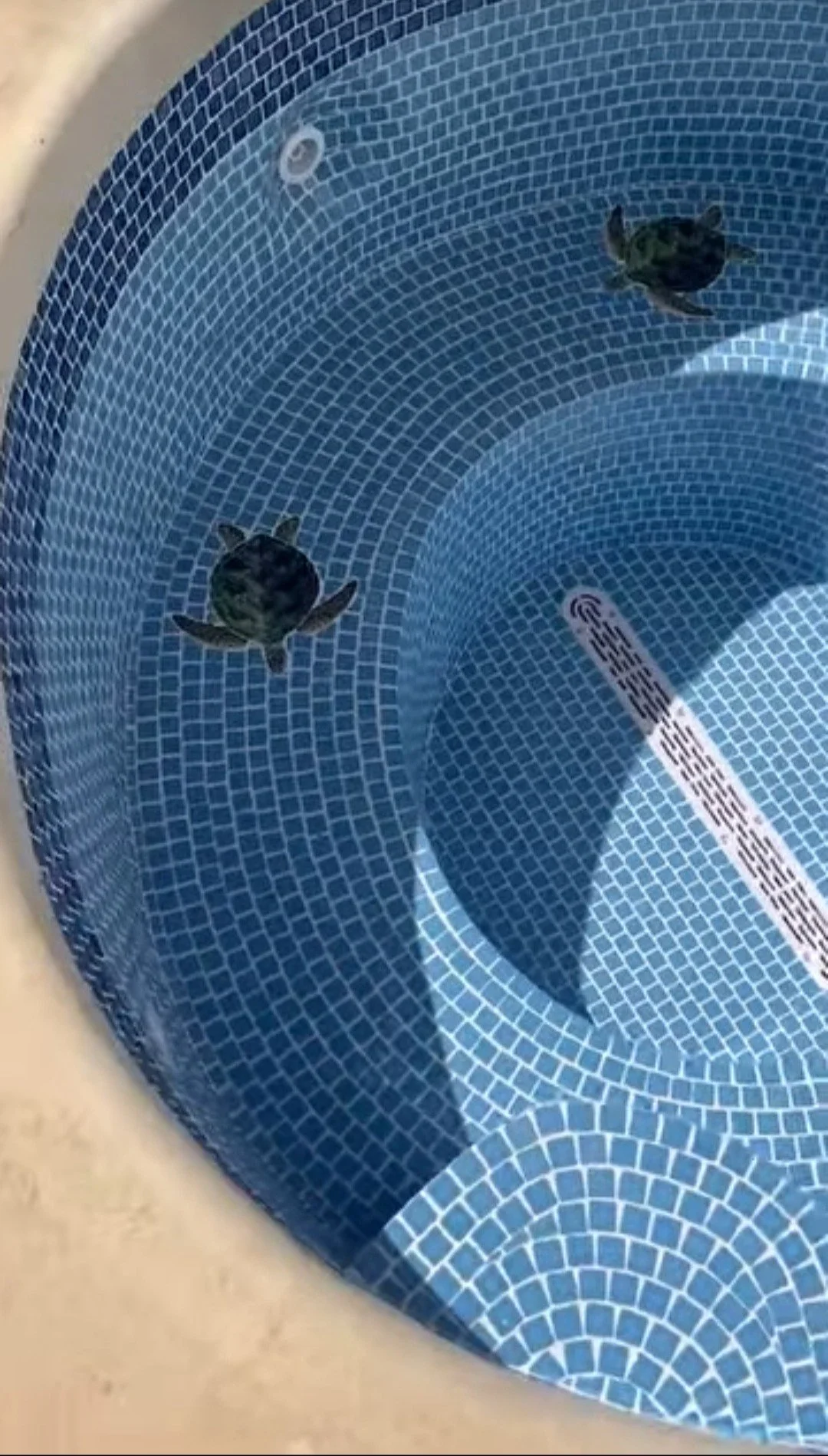Two small turtles in a blue-tiled hot tub.