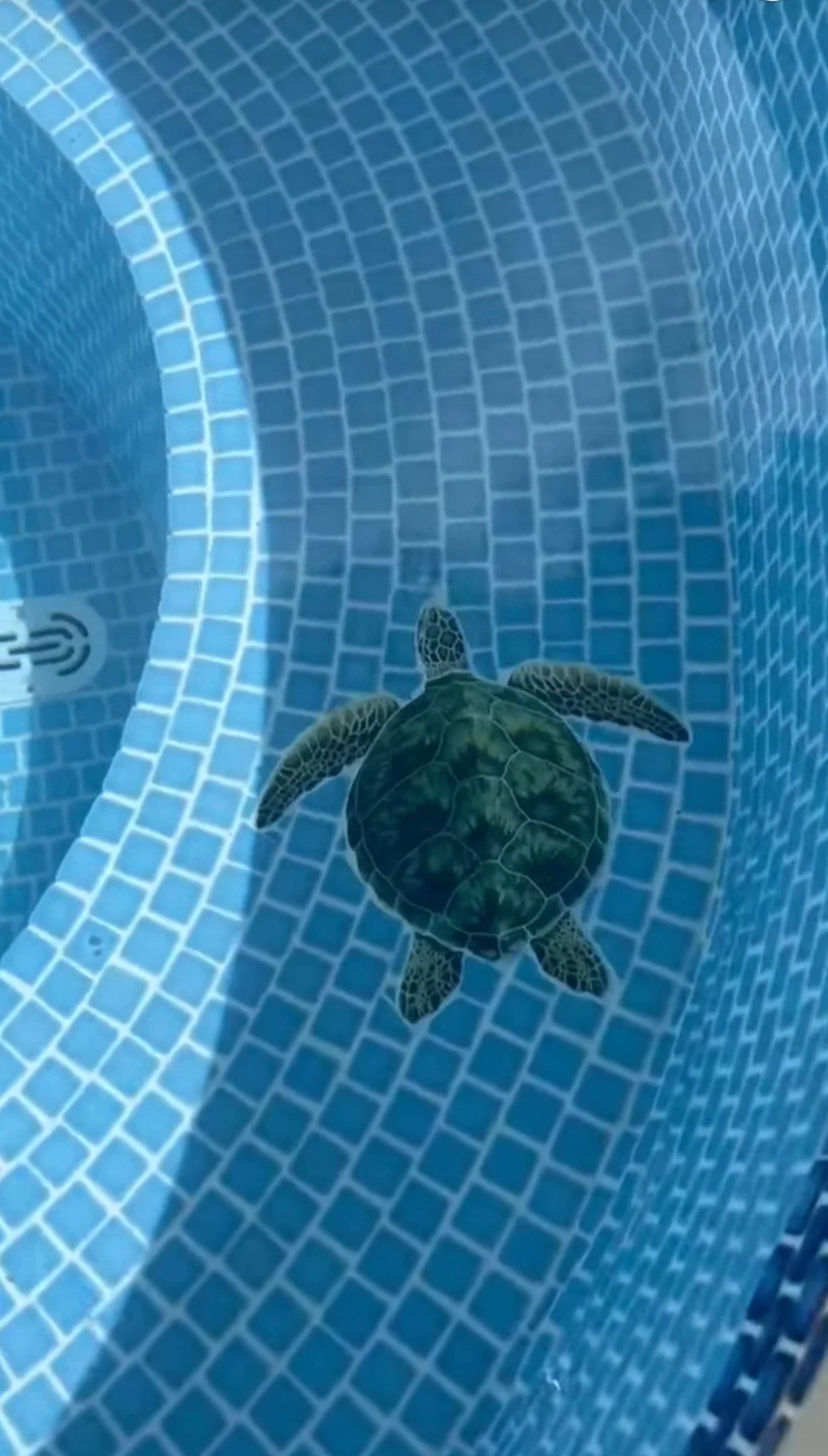 A turtle swimming in a tiled swimming pool.