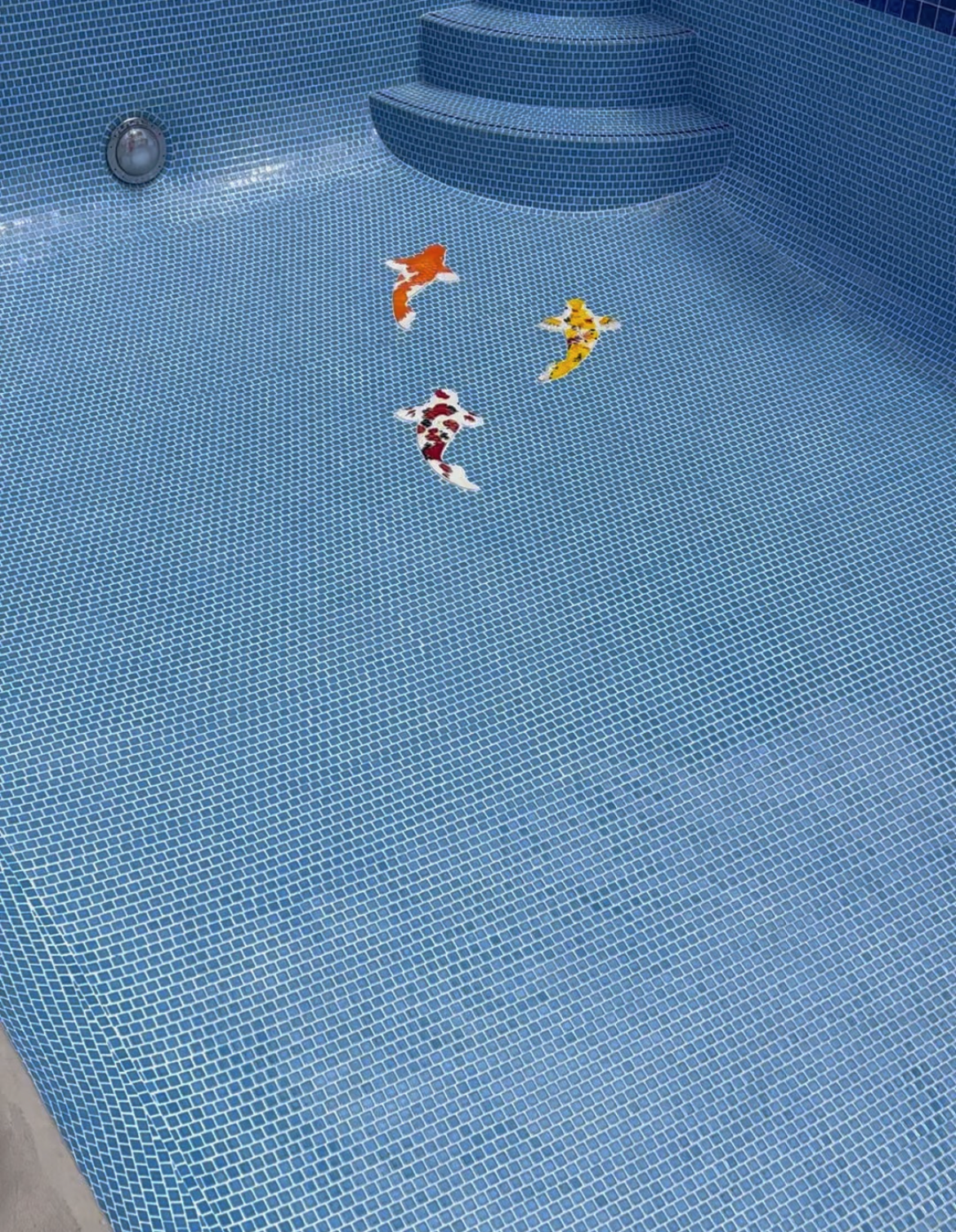 Koi fish swimming in a blue tiled swimming pool with steps.