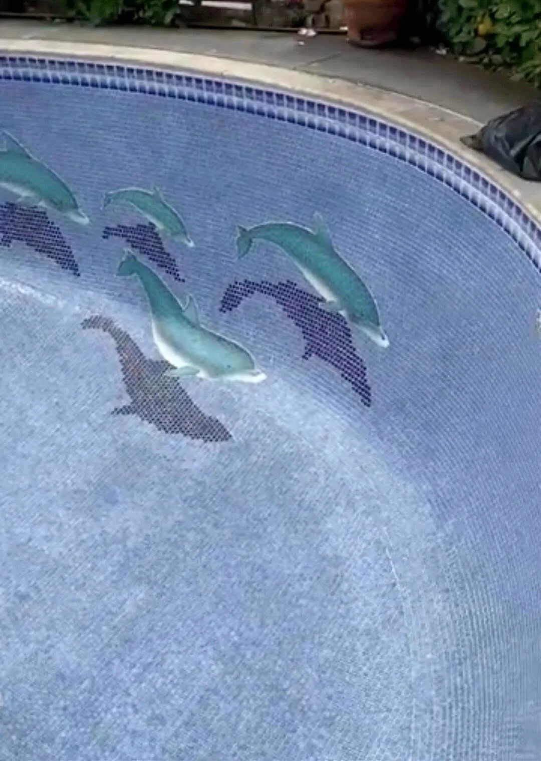 In-ground swimming pool with several dolphin-shaped underwater decorations or statues.