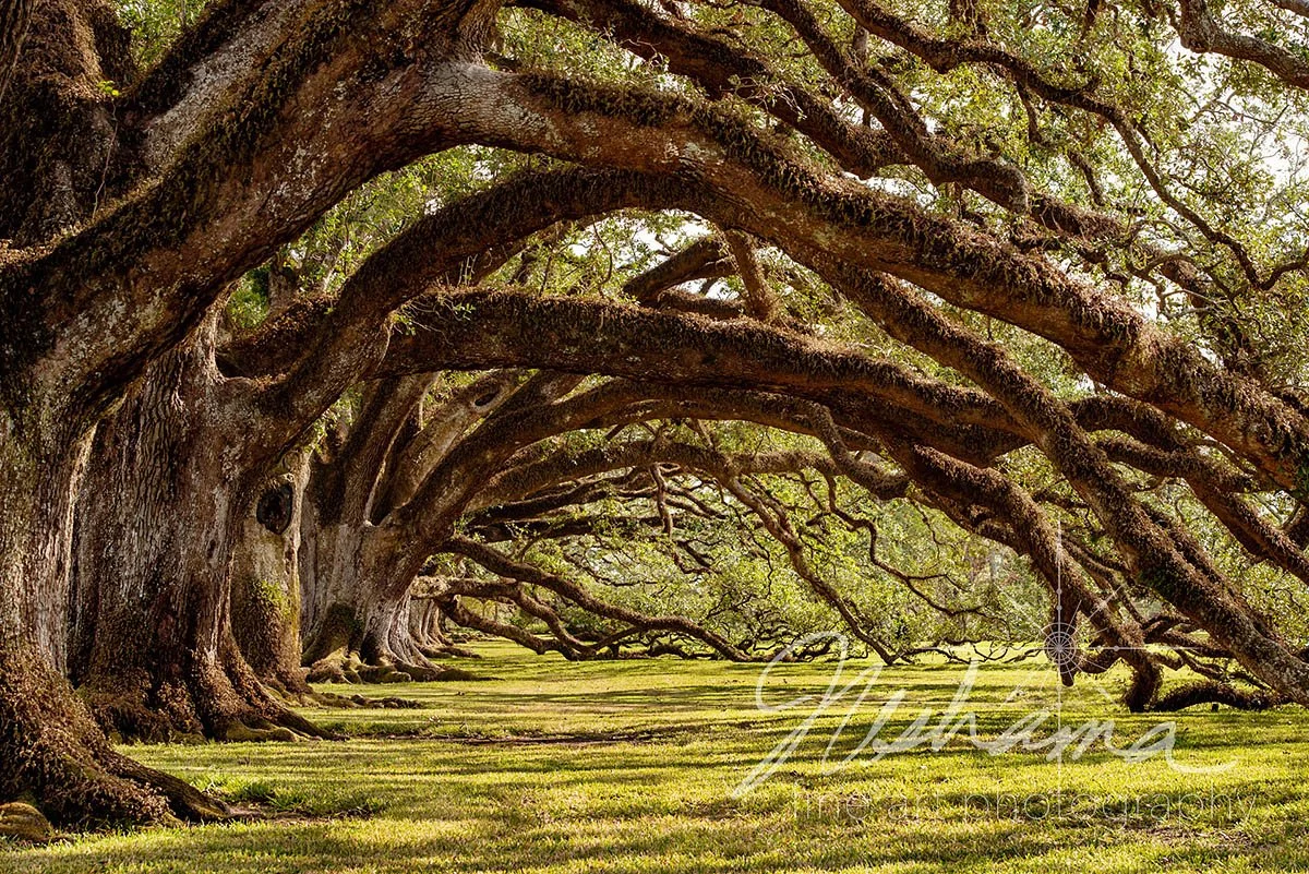 Resilience | Vacherie, LA