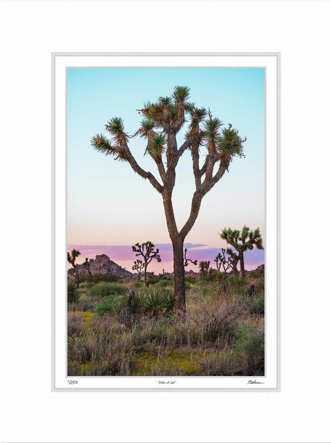 Portrait of a Joshua Tree.jpg