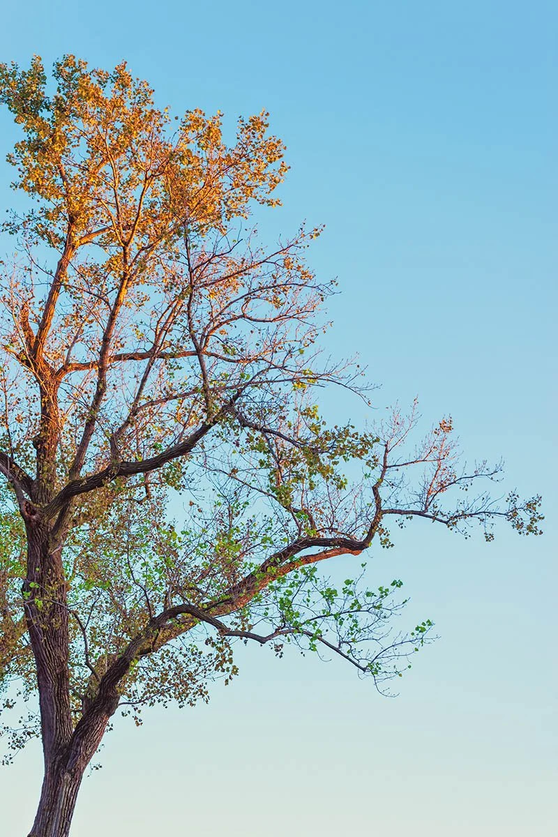 "Sunset Shades of Tree"
Forest Park, Saint Louis, MO