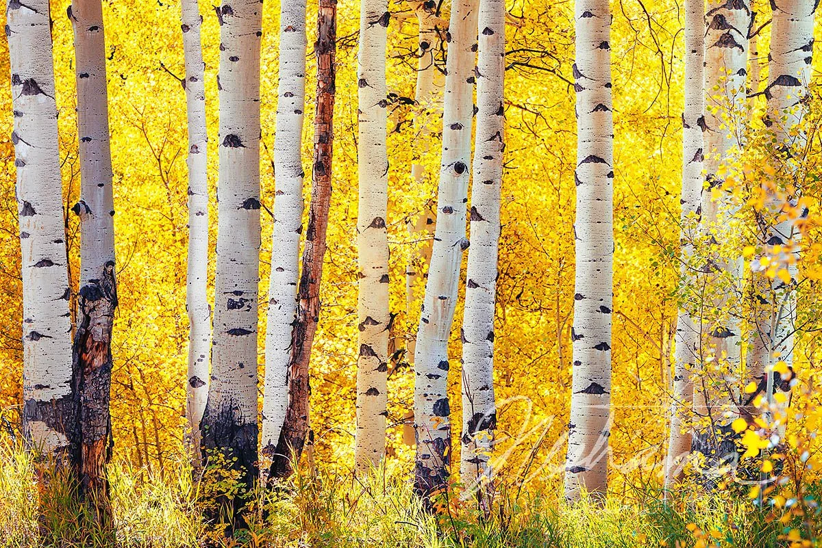 Sun Kiss | Marble, CO