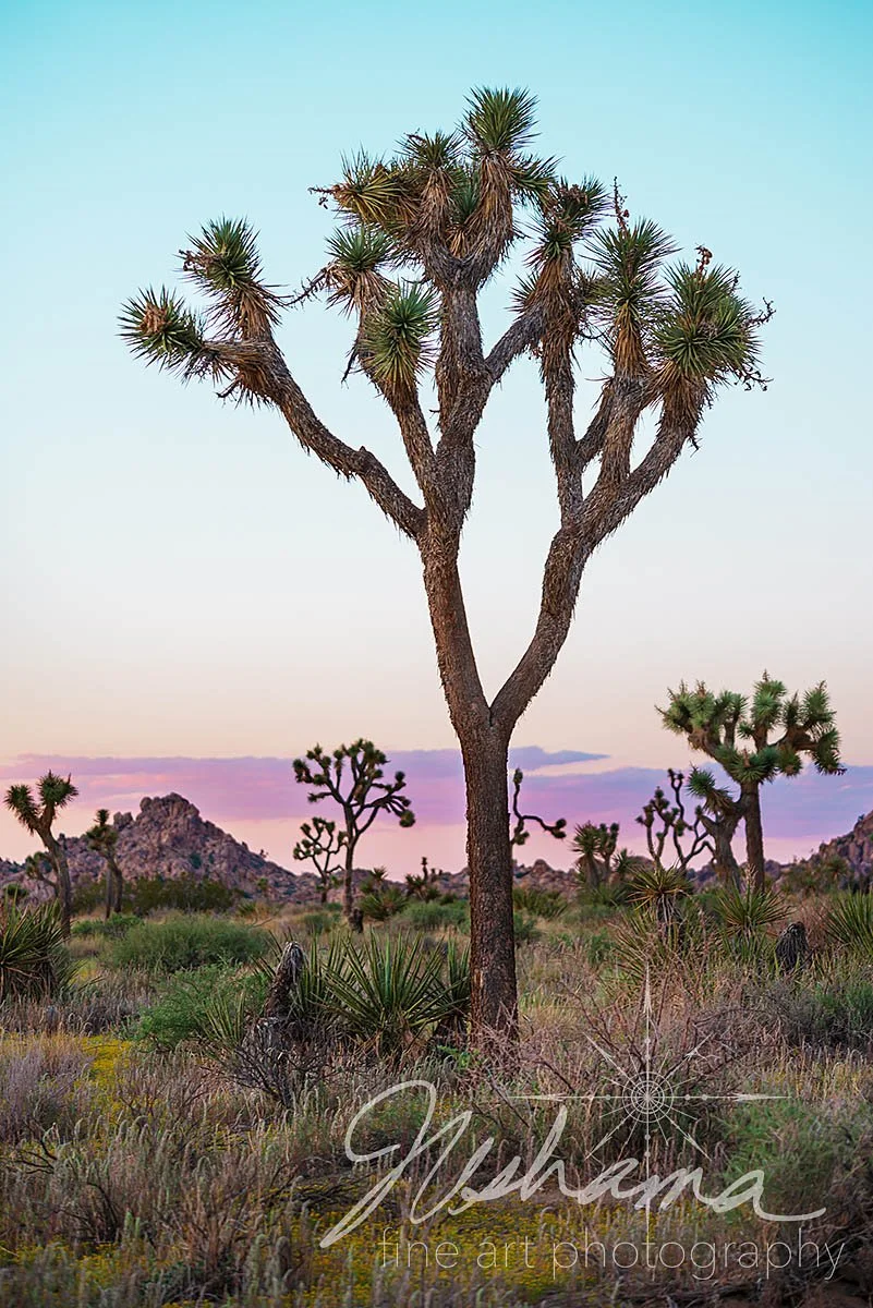 Portrait of a Joshua Tree | Joshua Tree National Park, CA