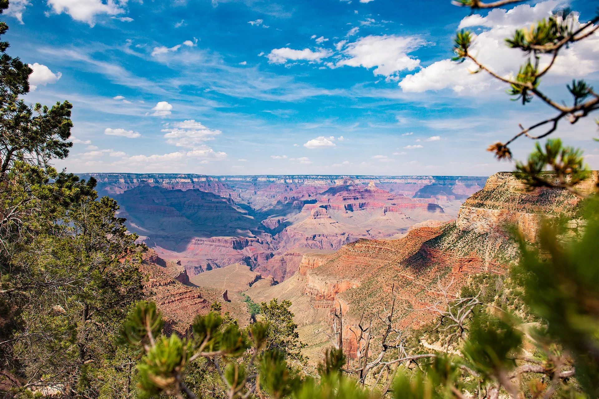 Peaking Through Kaibab National Forest.jpg