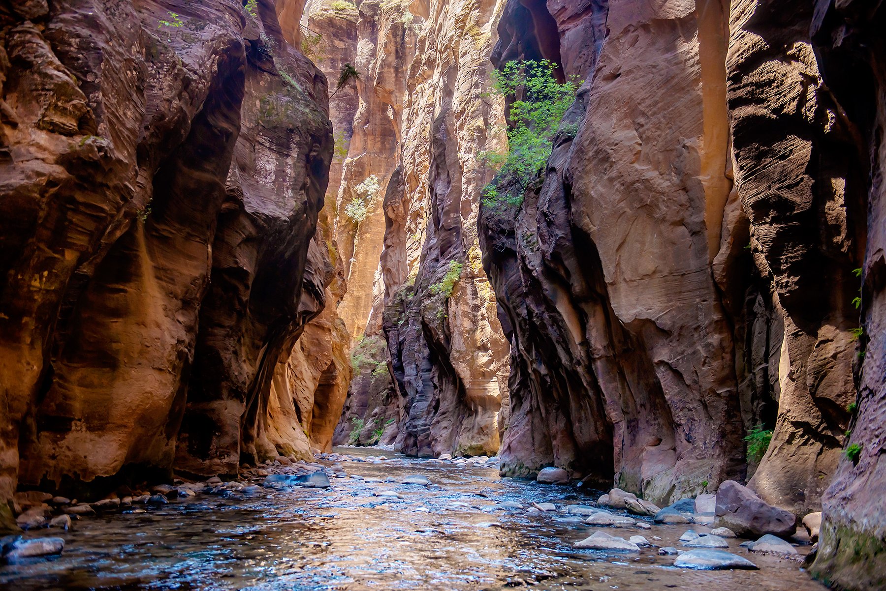 Stepping Through Time | Zion National Park, UT