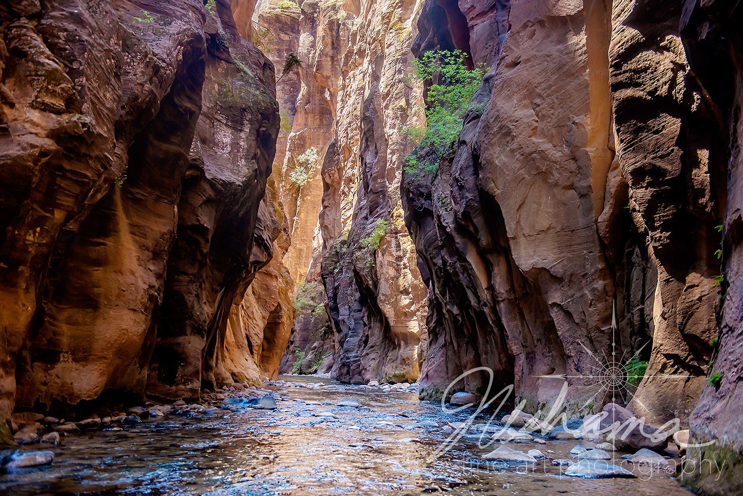 Stepping Through Time | Zion National Park, UT