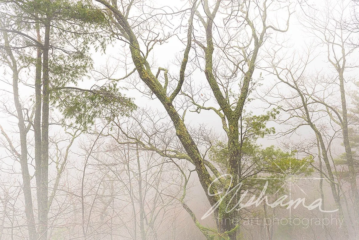 Beauty Emerging | Great Smoky Mountains National Park, TN