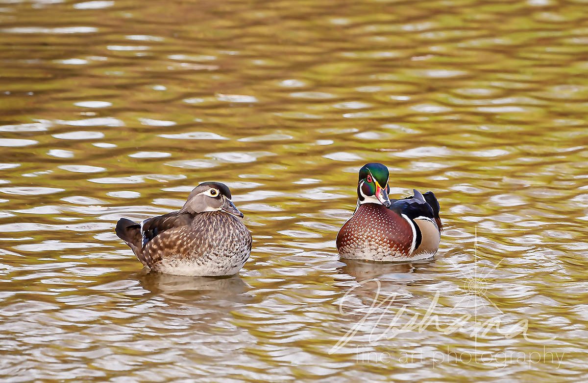 Wood Duck Pair | Saint Louis, MO