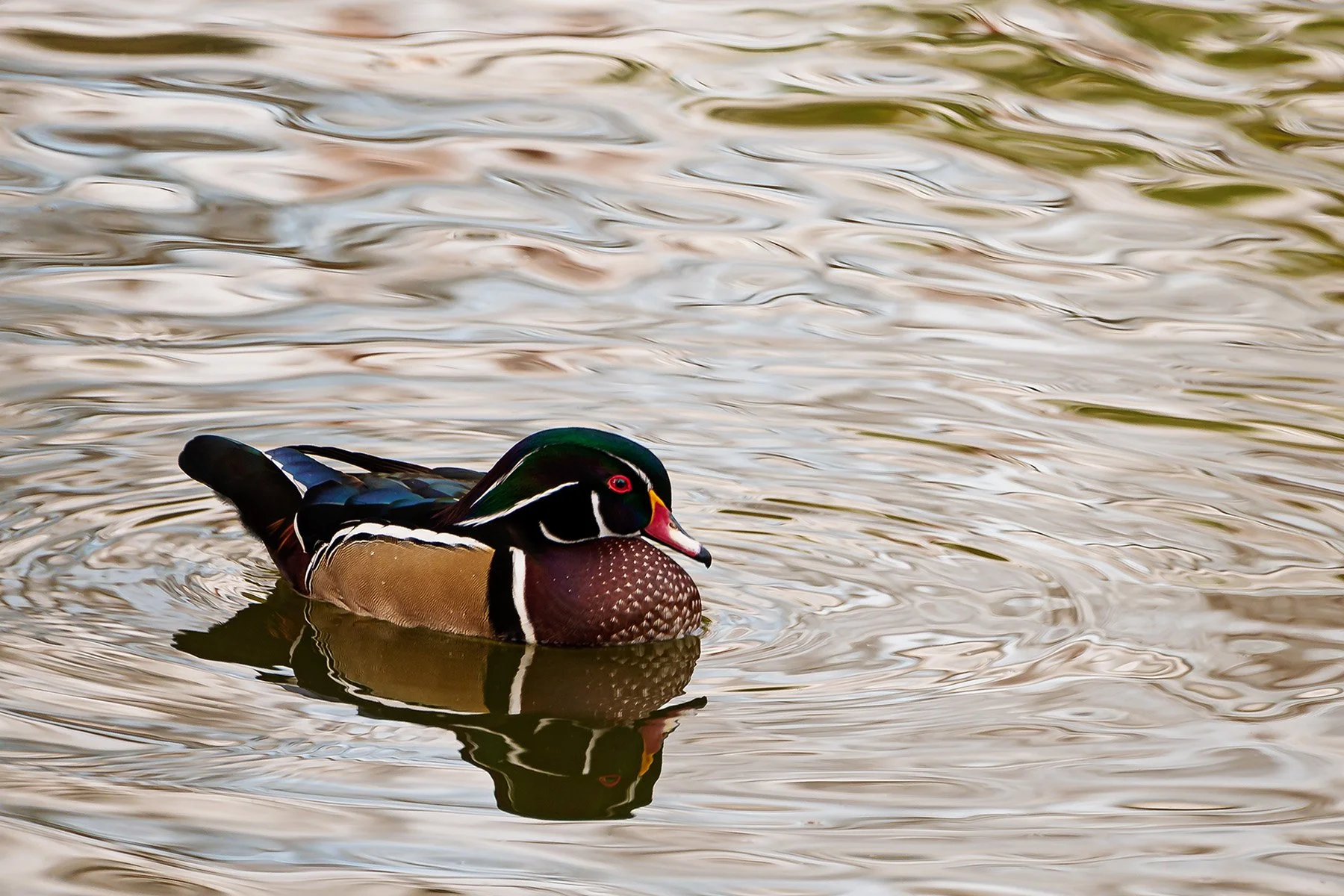 Male American Wood Duck.jpg