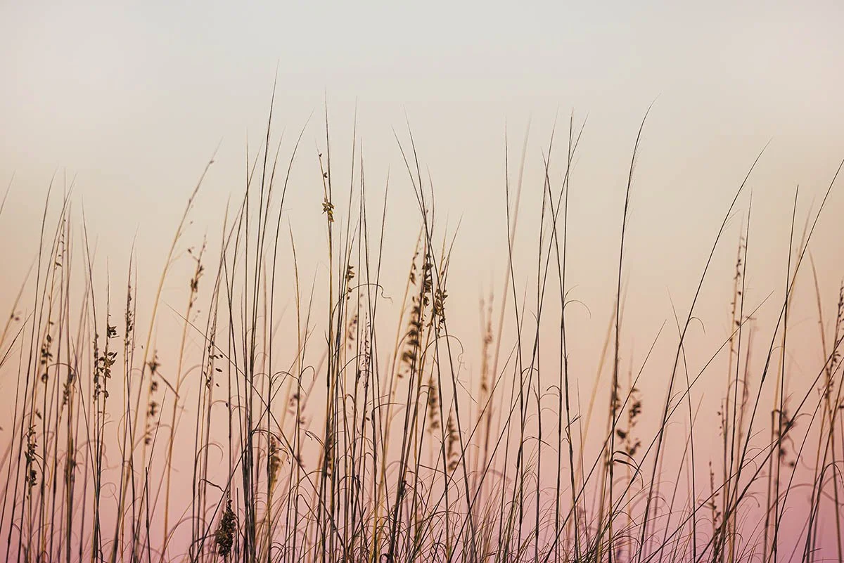 Twilight Whispers.jpg