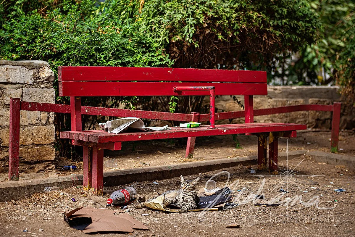 Cat on a Cardboard Bed | Jerusalem, Israel