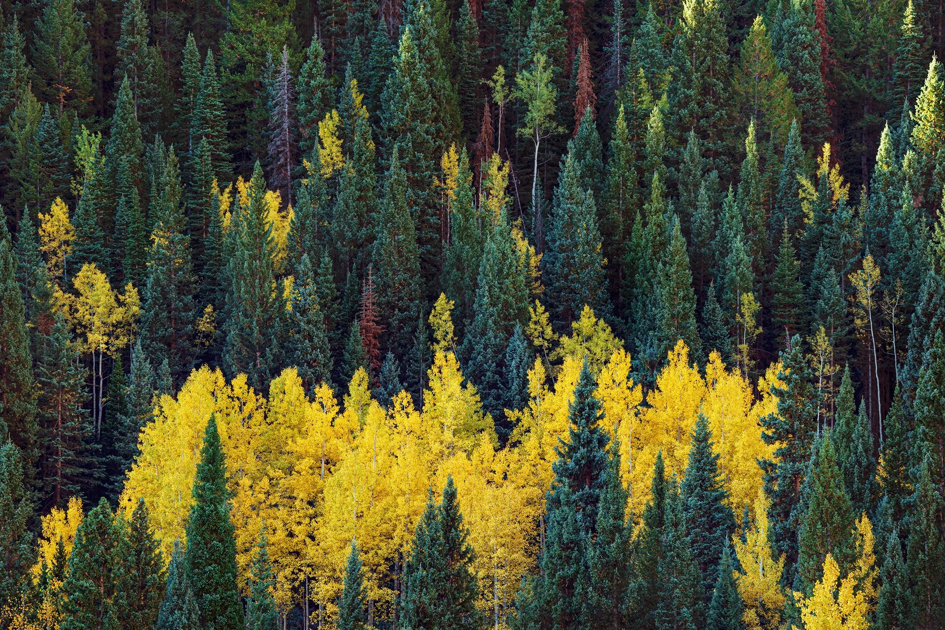 Aspen grove intermingling with pines on a mountainside in Colorado