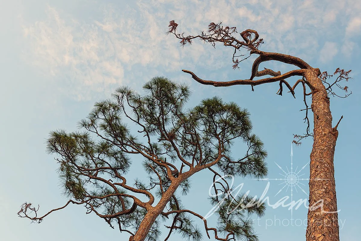 Bow to Your Partner | Koreshan State Park, FL