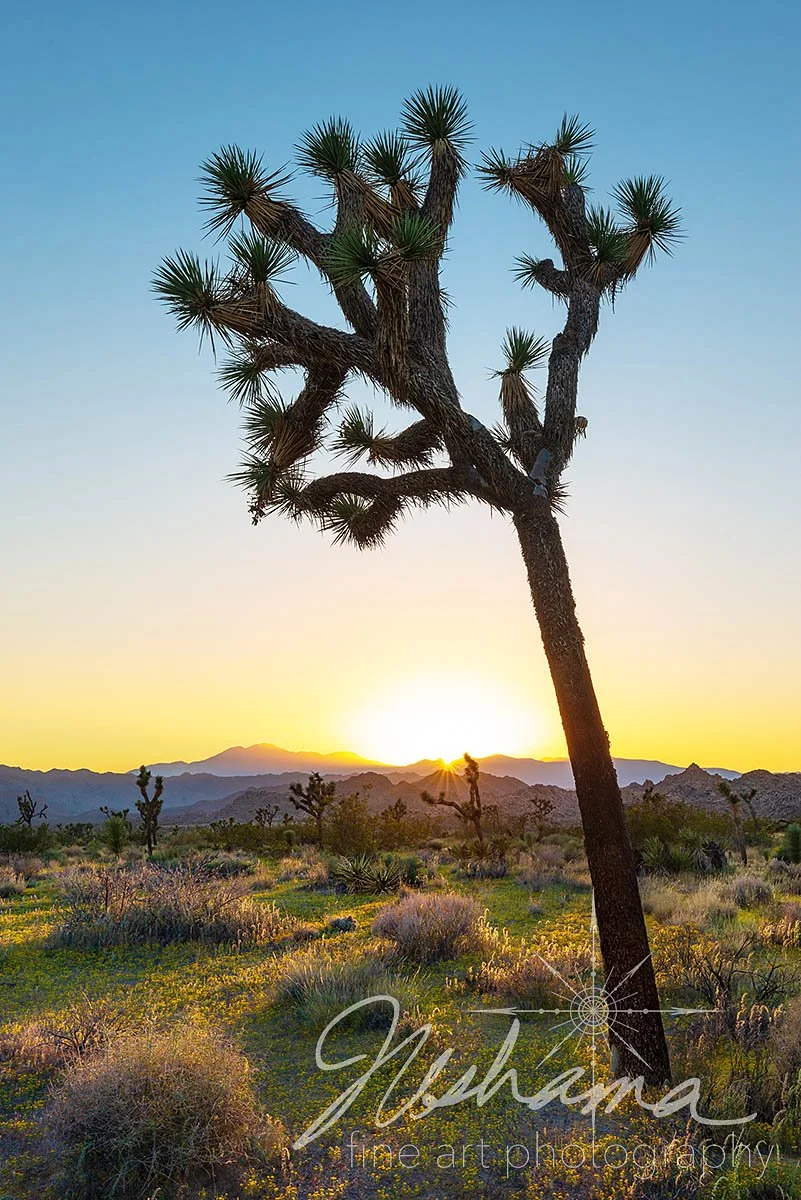 Shadows & Light | Joshua Tree National Park, CA