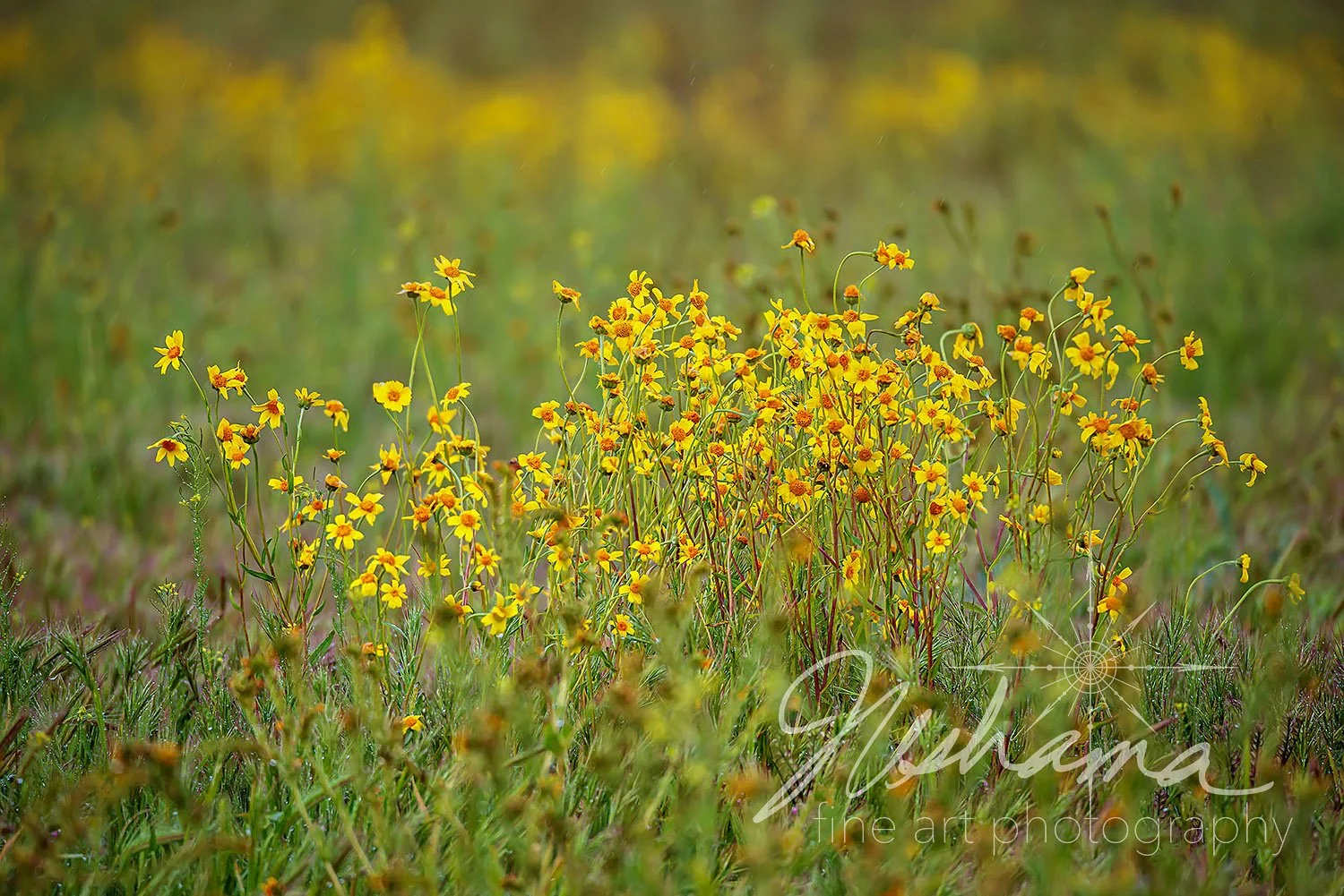 Fun Bunch | Carrizo Plains National Monument, CA