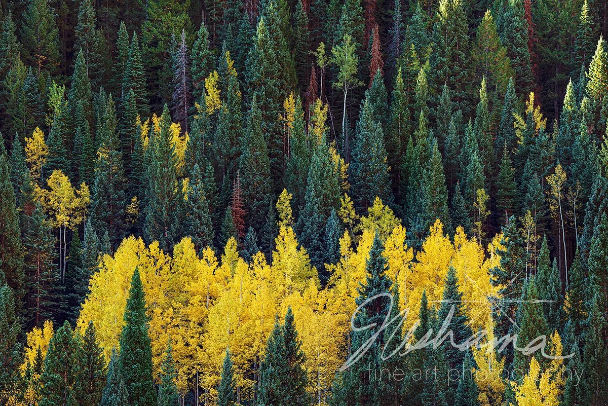 Intermingling | Aspen, CO