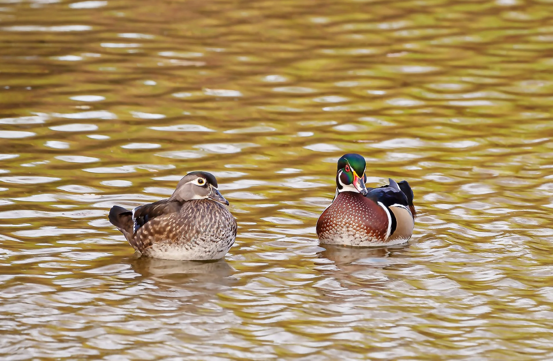 American Wood Duck Pair.jpg