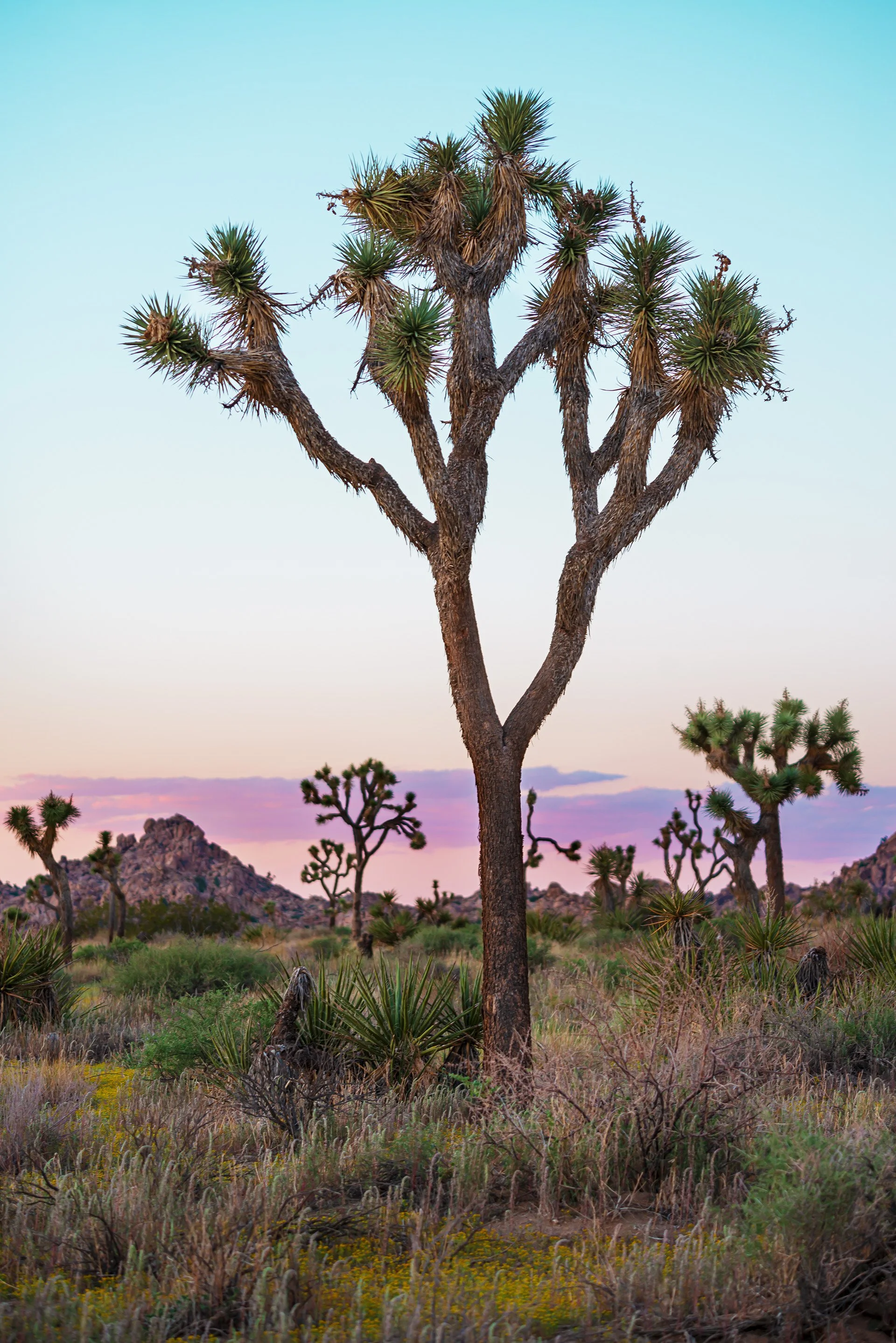 Portrait of a Joshua Tree.jpg