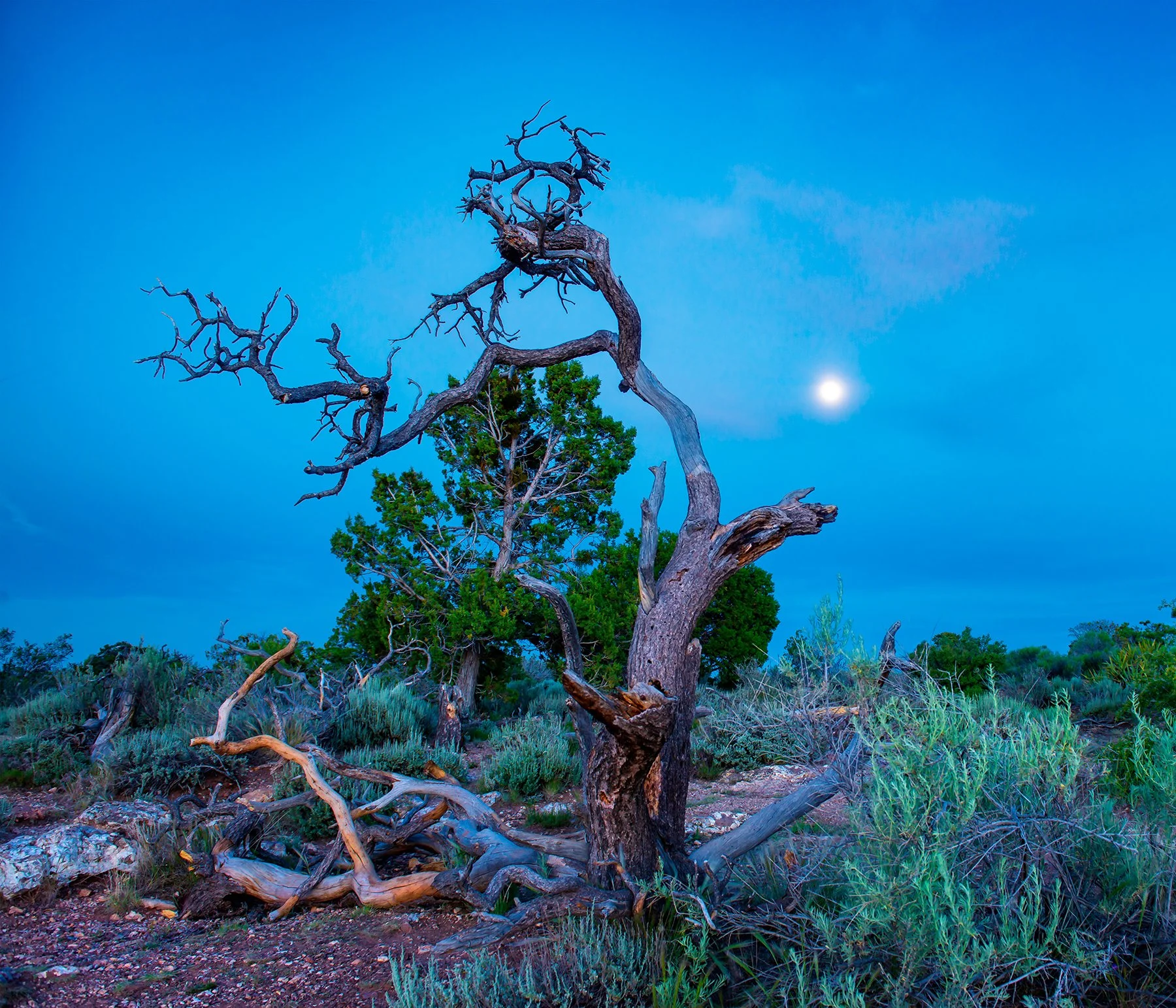 "Quiet Bonsai"
Grand Canyon National Park, AZ