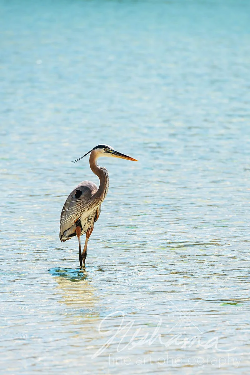 Blue Heron in Mexico | Playa Balandra, Baja California Sur, La Paz, Mexico