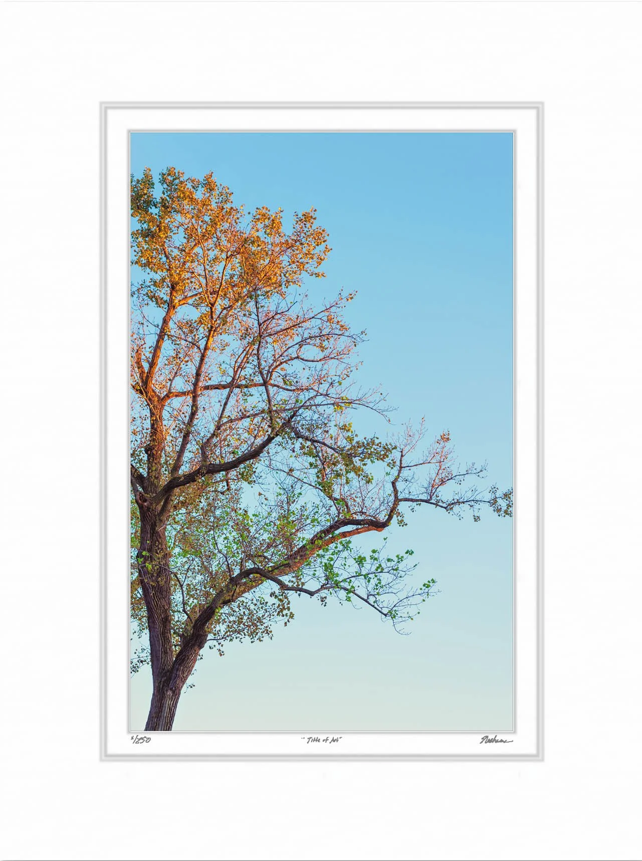 Sunset Shades of Tree.jpg