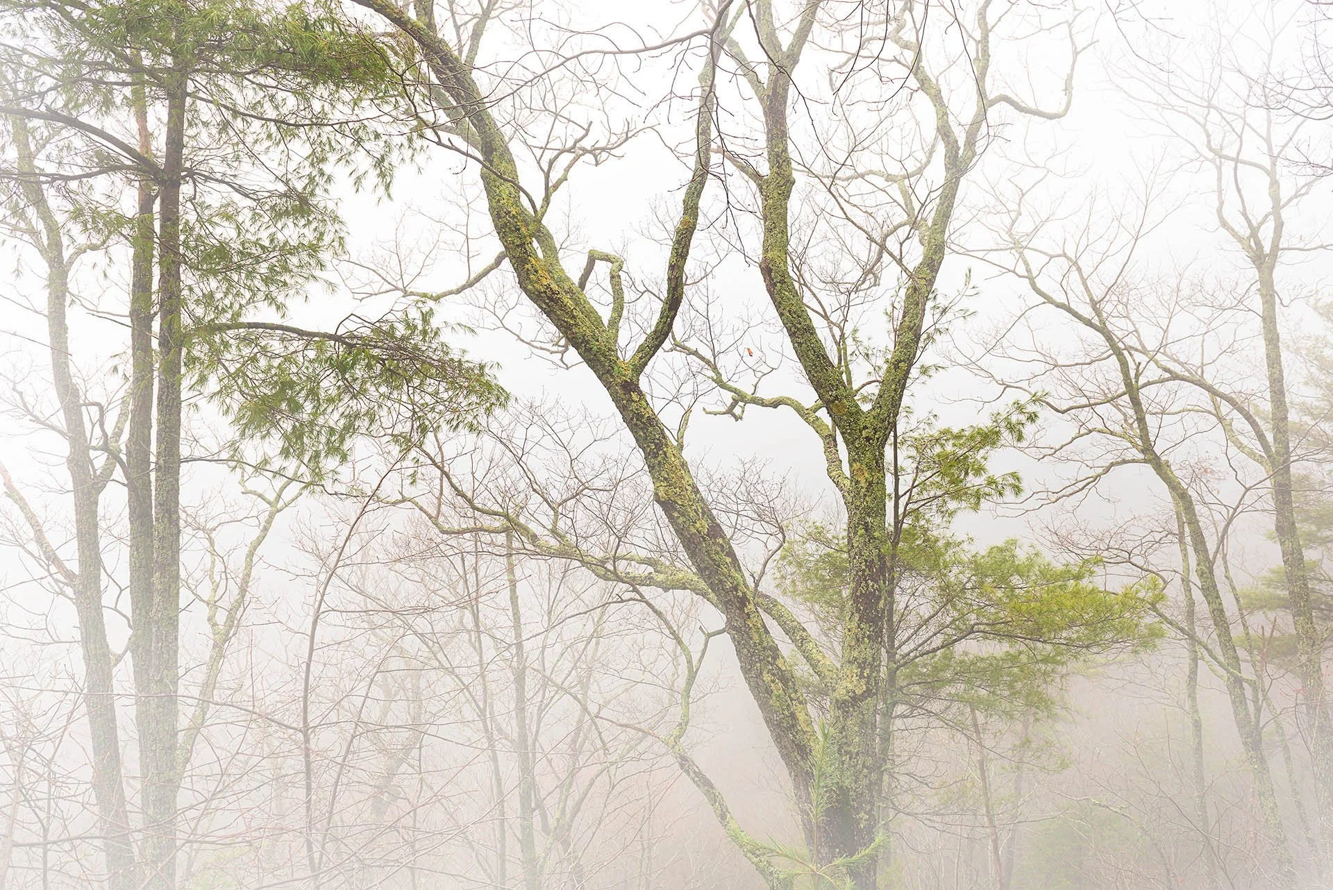Quiet Emergence.jpg