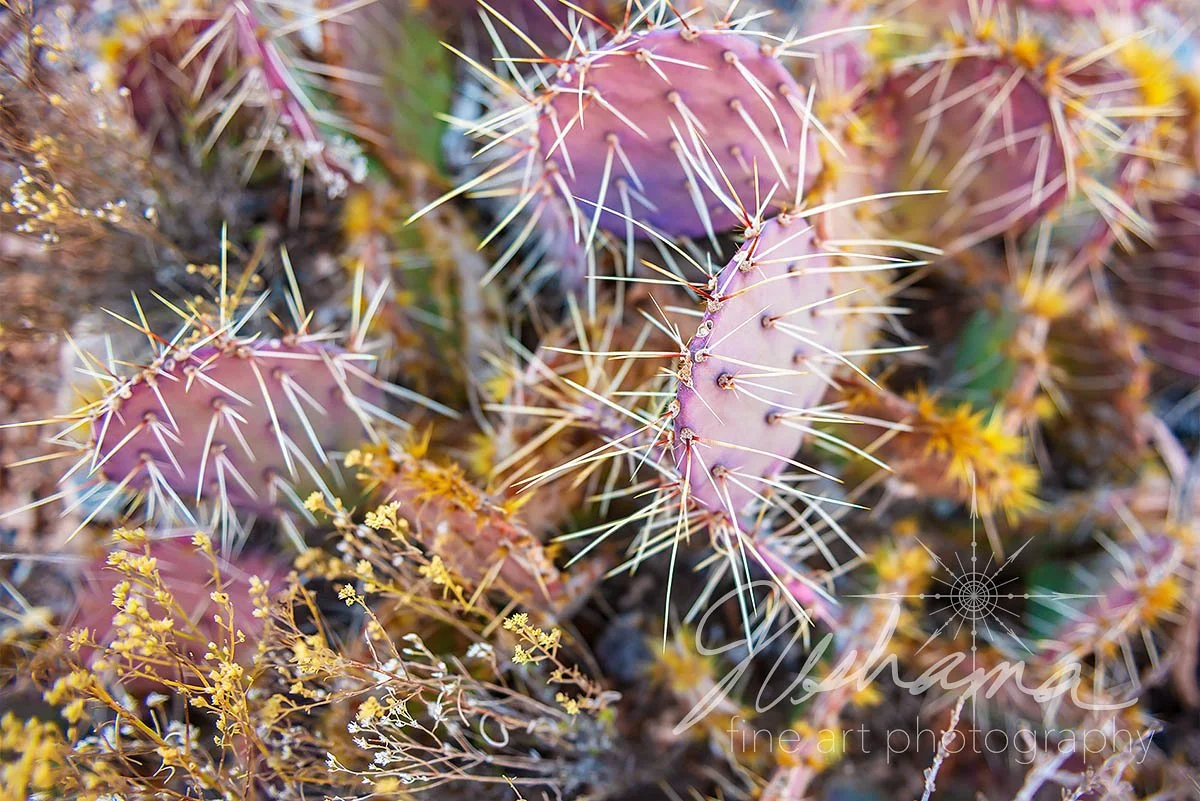 Vegas Purple | Red Rock Canyon National Conservation Area, NV
