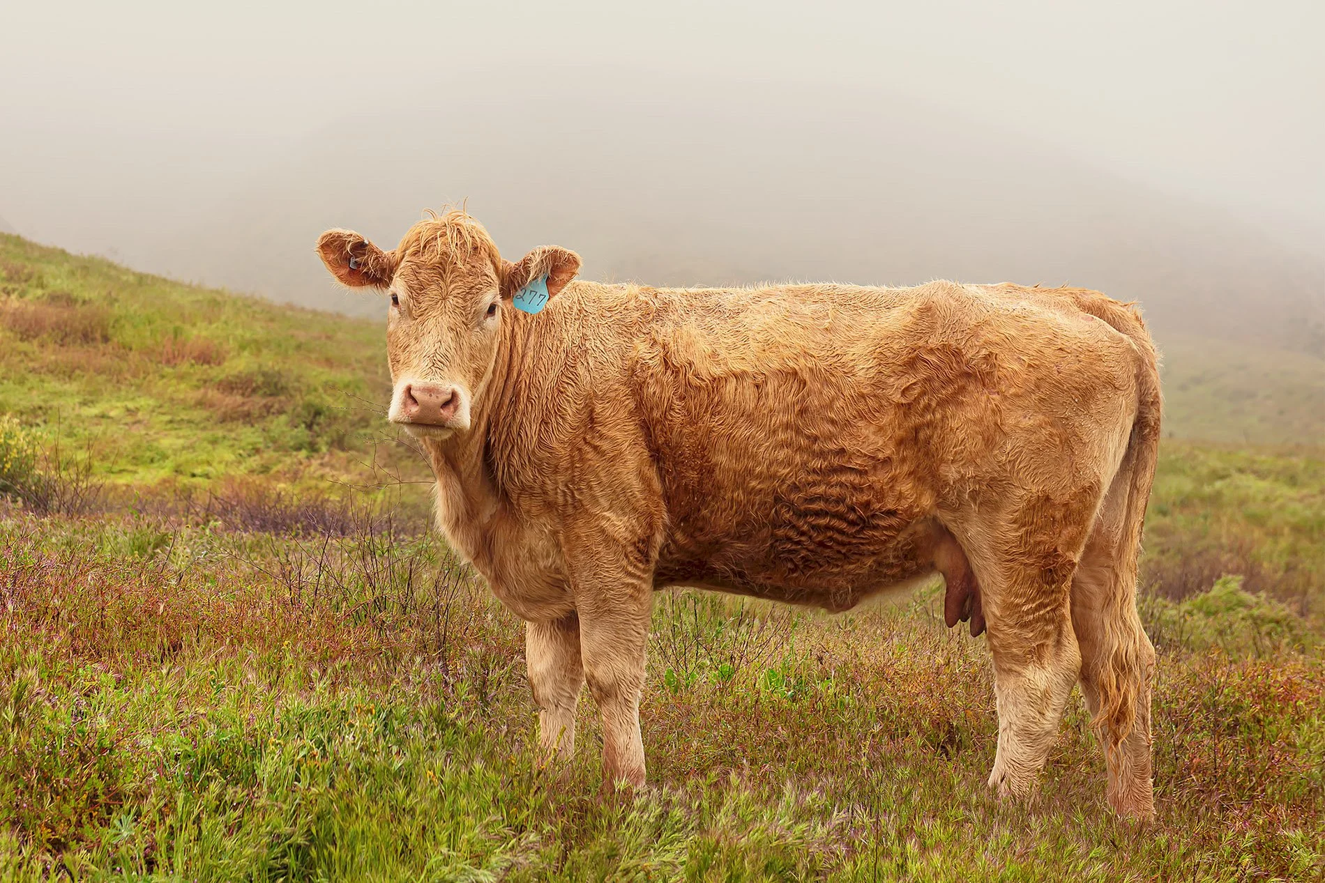 A Rainy Day for Rose | Carrizo Plain National Monument, CA 