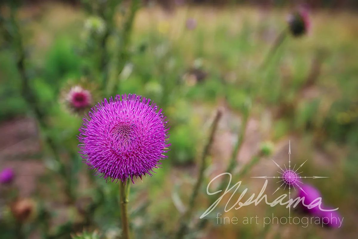 Colorado Wildflower | Colorado