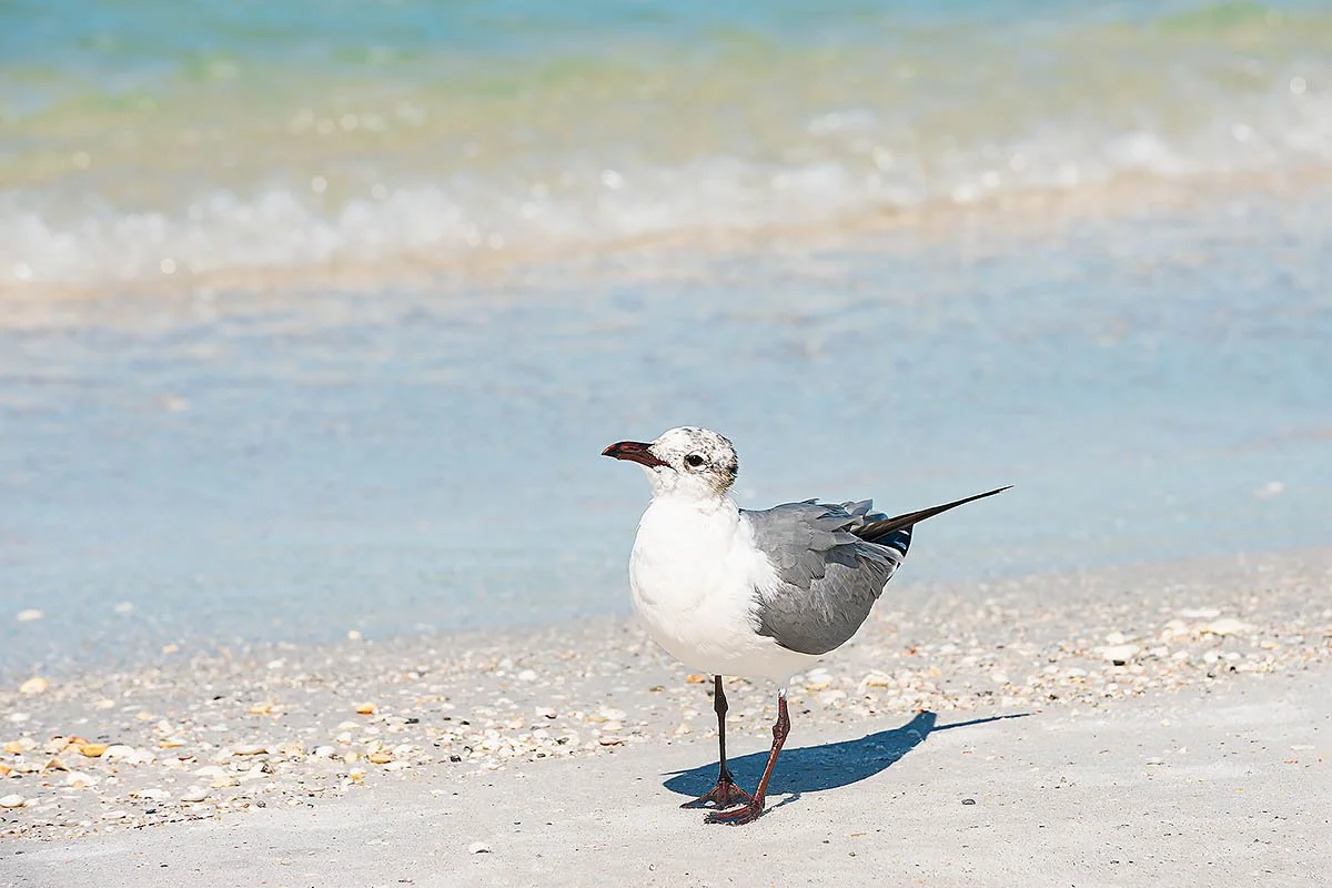 Gilbert on an Island.jpg