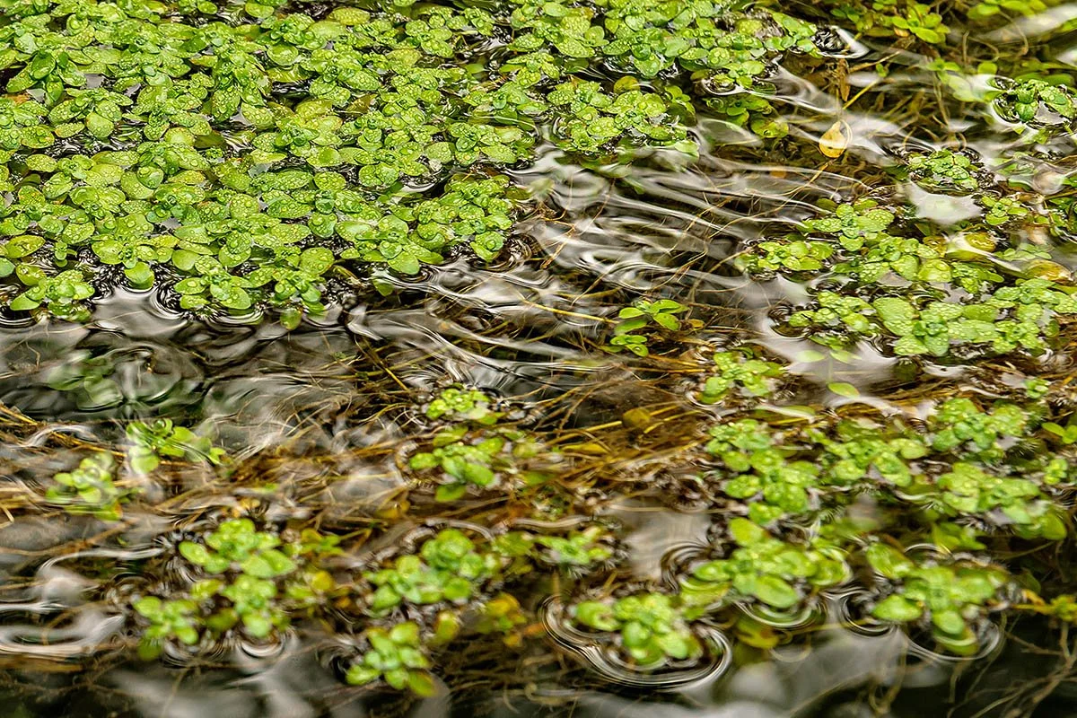 Onondaga Spring Reflections.jpg
