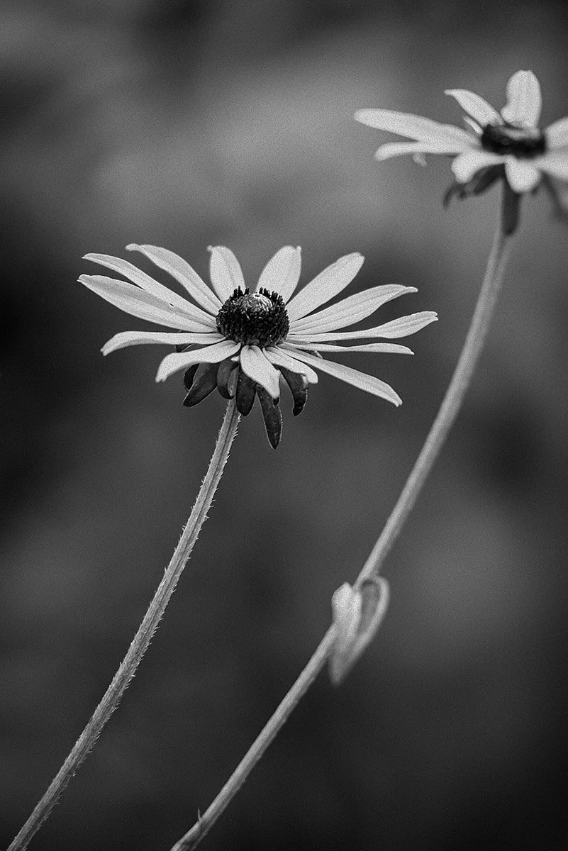 Floral Study No 1 Black-Eyed Susans.jpg