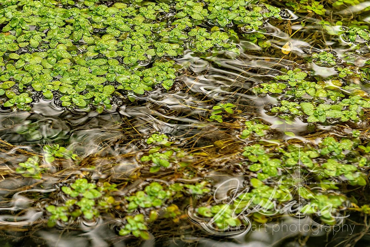 Onondaga Spring Reflections | Onondaga Cave State Park, MO