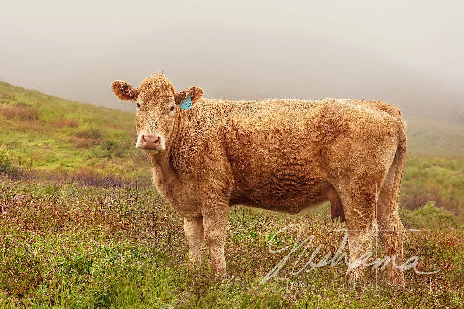 A Rainy Day for Rose | Carrizo Plains National Monument, CA