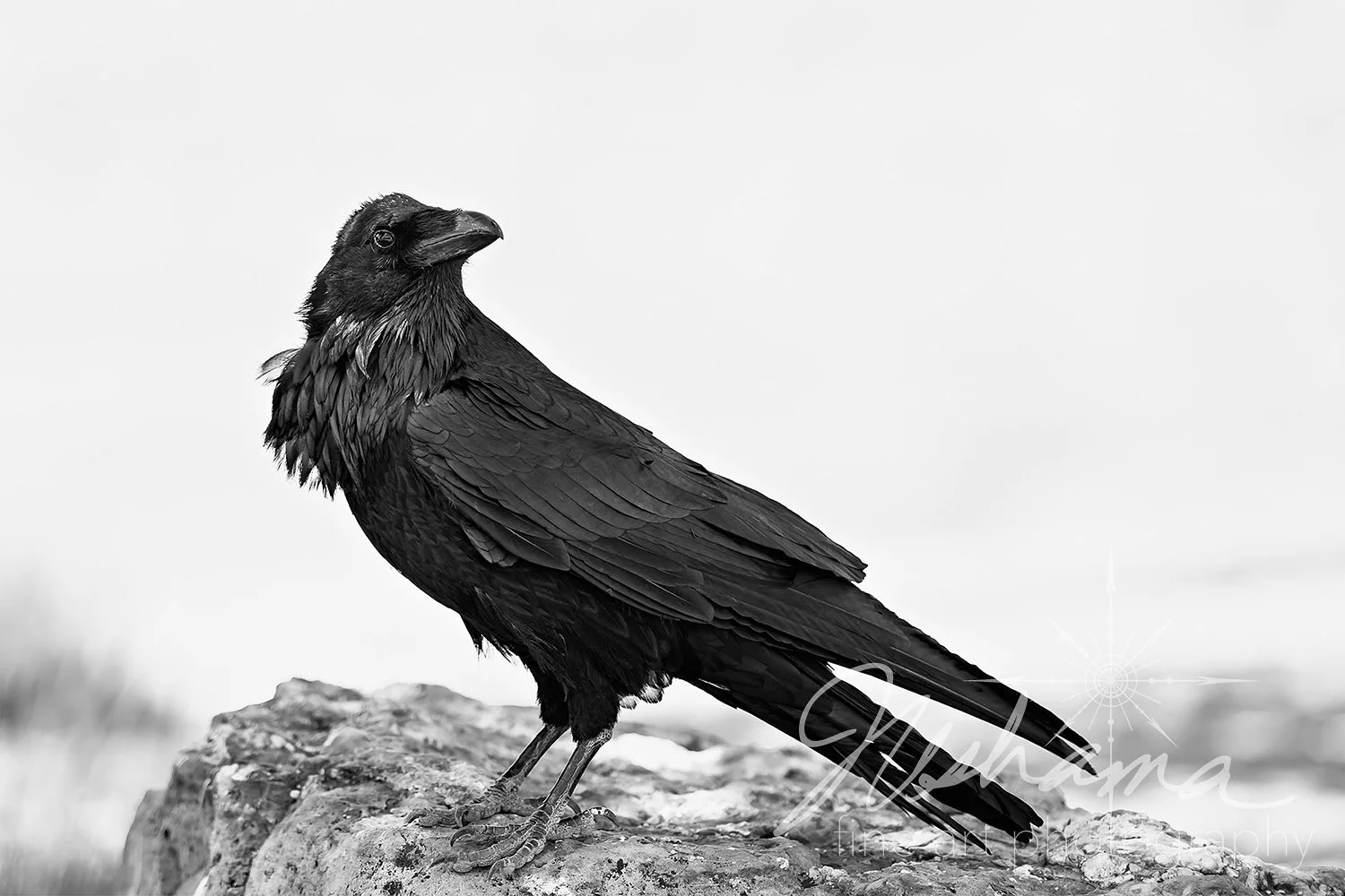Taliyah's Raven | Grand Canyon National Park, AZ