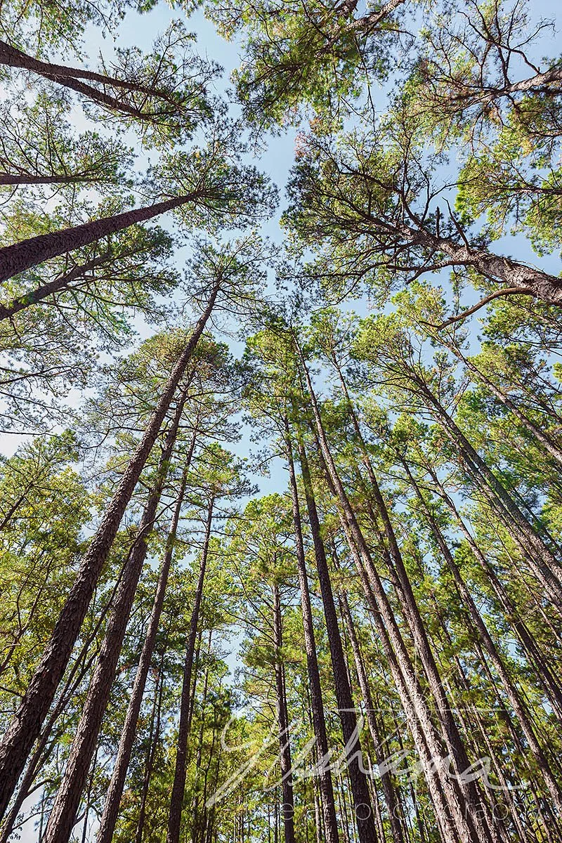 Upward | Hawn State Park, MO