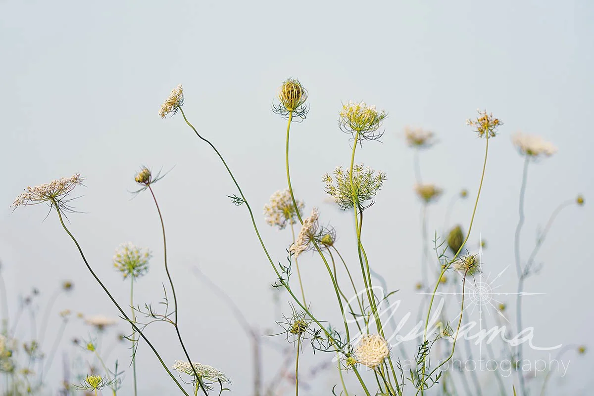 Wild Carrots | Iowa