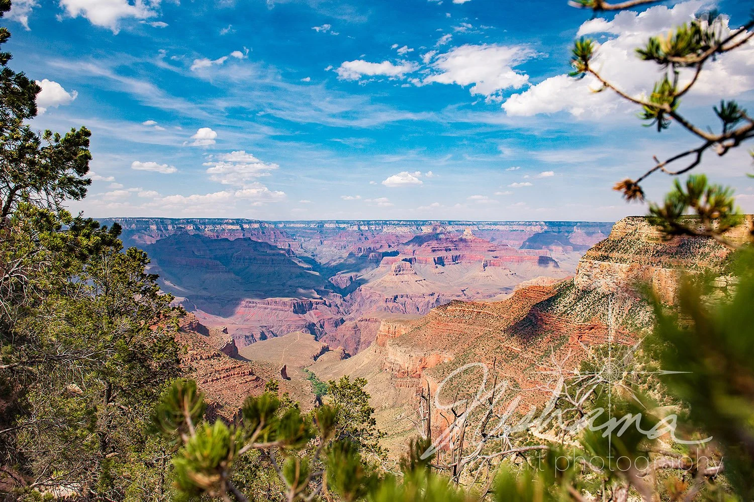 Peaking Through Kaibab Forest | Grand Canyon National Park, AZ