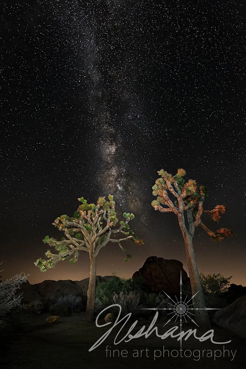 Together Under the Milky Way | Joshua Tree National Park, CA