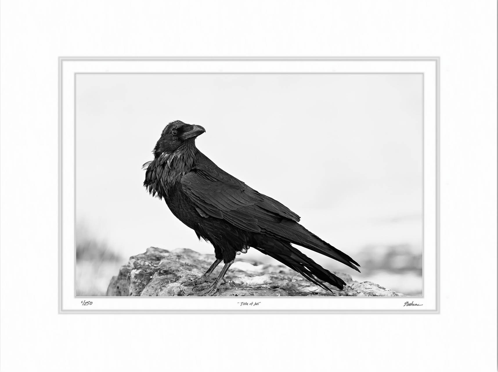 Taliyah's Raven.jpg