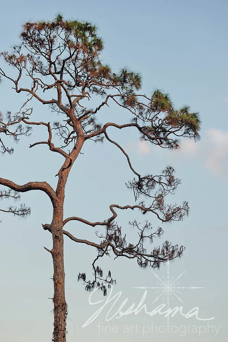 Bedhead | Koreshan State Park, FL